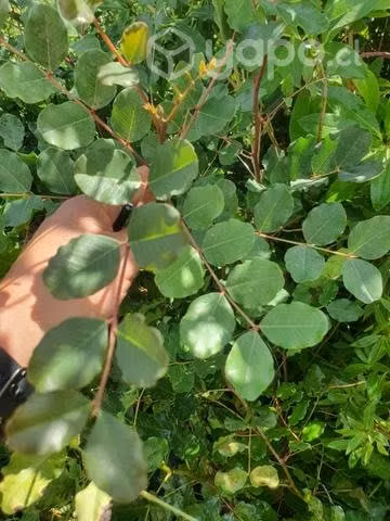 Arbol ceratonia cilicua 1 m