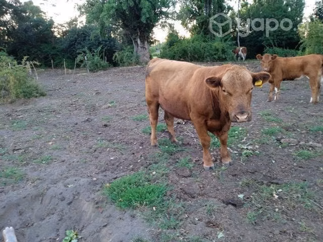 Toro Angus - Imagen 2