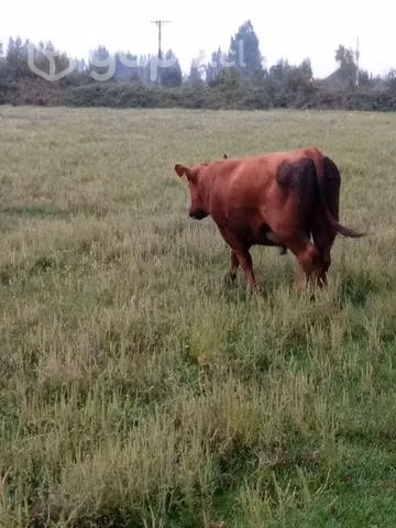 Toro Angus