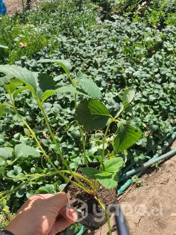 Planta de Frutillas dulces