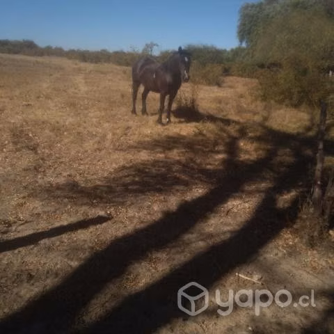 Caballos - Imagen 2