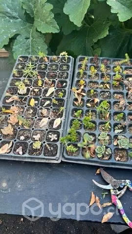 Hermosas suculentas