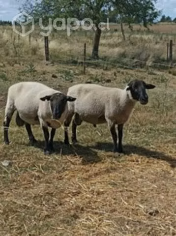 Se nesesita carnero suffolk reproductor