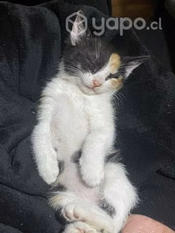Regalo gatita