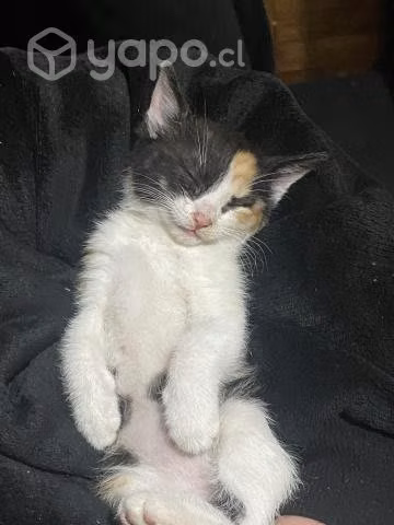Regalo gatita - Imagen 2