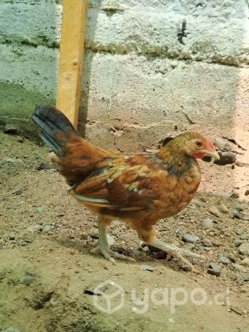 Pollitos, gallina y gallo jovencitos 5region