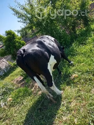 vaca - Imagen 4