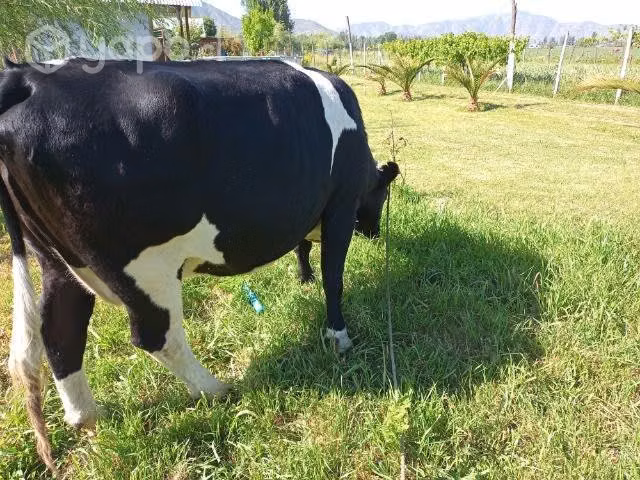 vaca - Imagen 2
