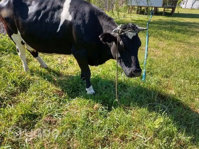 vaca - Imagen 3