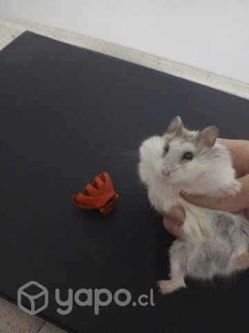 Juguetes para hamster