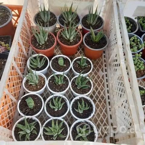 Suculentas