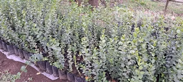Plantas quillayes - Imagen 5