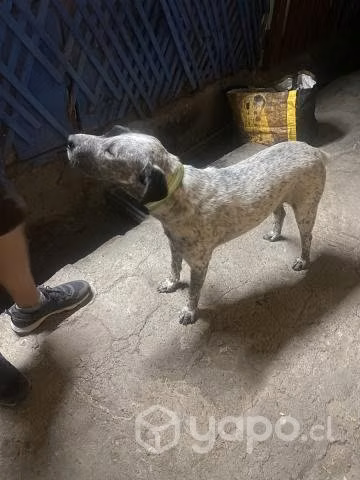 Perro Oreo busca hogar