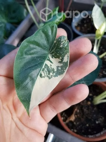 Manto de eva variegado