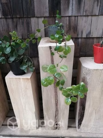 Plinto o Pedestal de madera nativa - Imagen 4