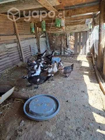 Se vende patos