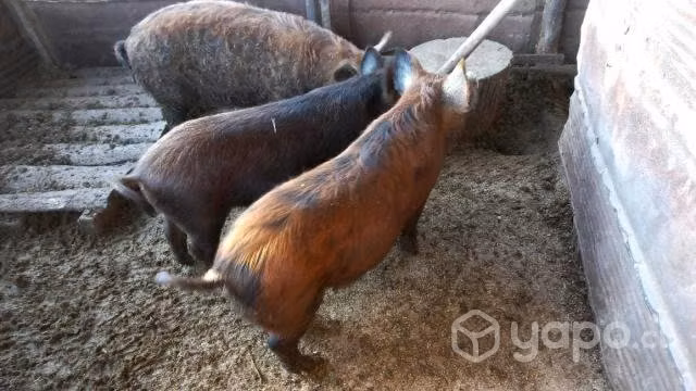 Chanchos
