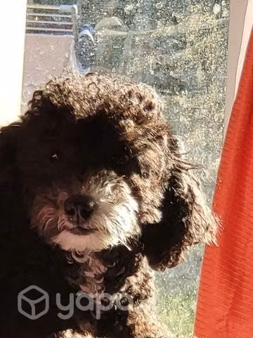 busco cruza para mi yunita.hembra poodle toy