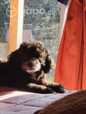 busco cruza para mi yunita.hembra poodle toy