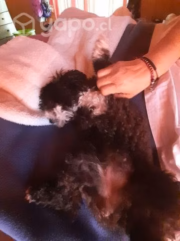 busco cruza para mi yunita.hembra poodle toy