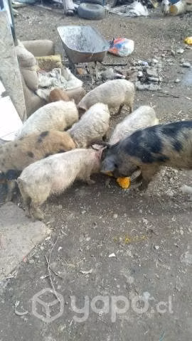 Chanchos - Imagen 2