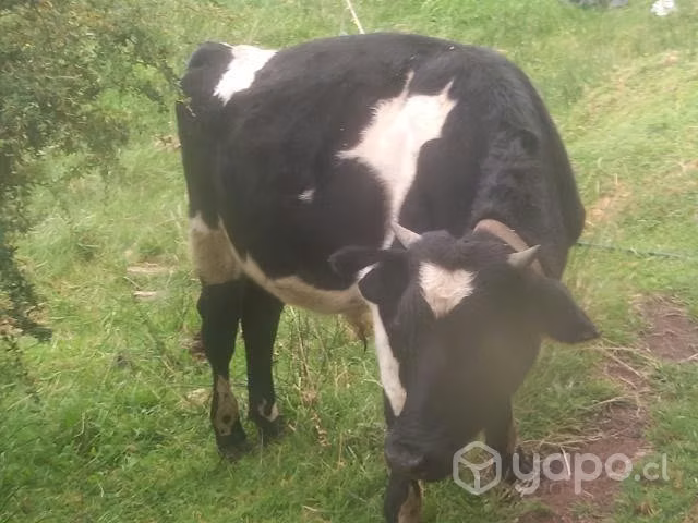 Torito