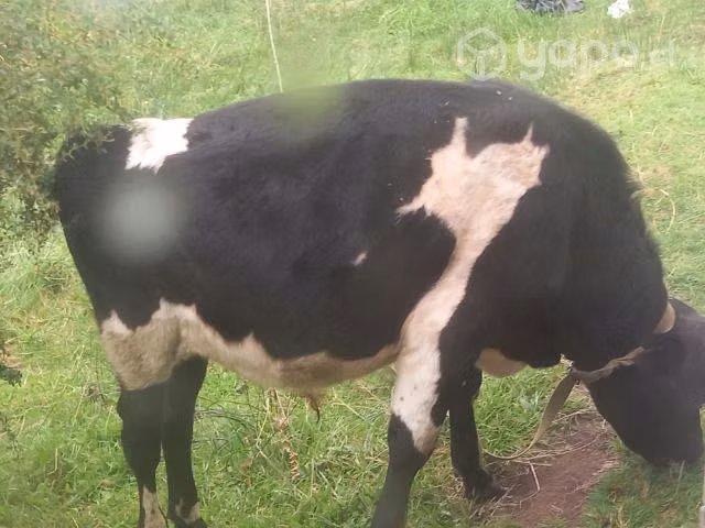 Torito