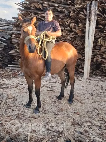 Caballo manso - Imagen 4