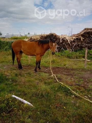 Caballo manso - Imagen 2