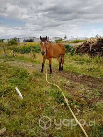 Caballo manso