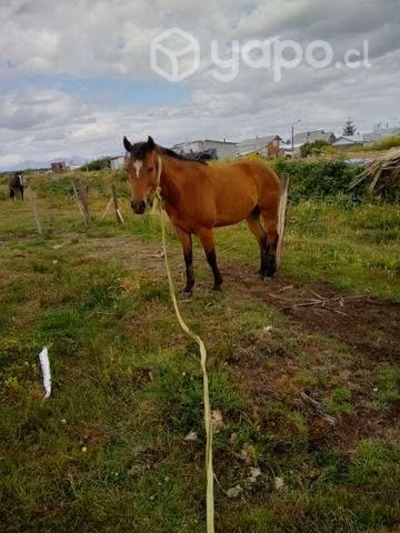 Caballo manso - Imagen 3