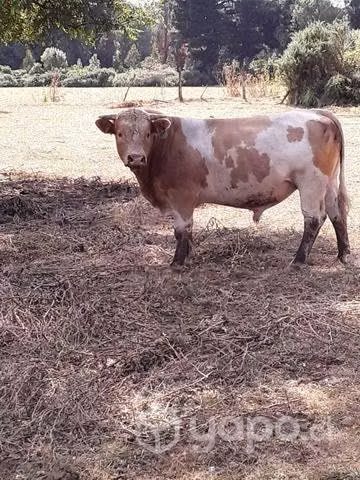 Toro con descendencia - Imagen 2