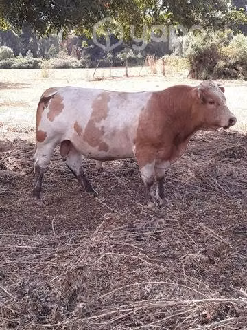 Toro con descendencia