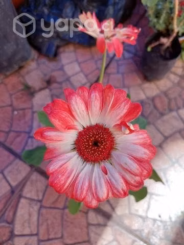 Gerbera