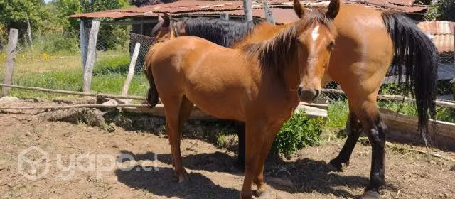 Potranca