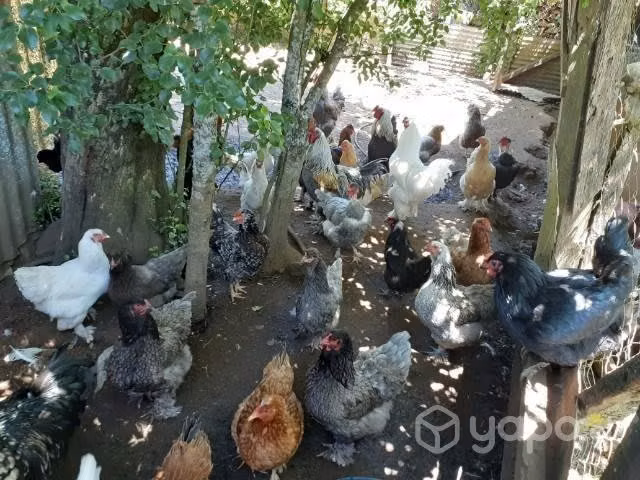 Gallos brahma - Imagen 5