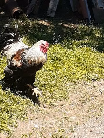 Gallos brahma - Imagen 4