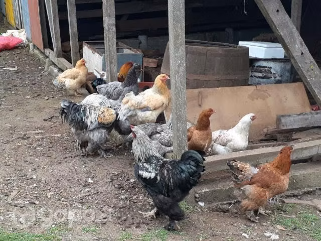 Gallos brahma - Imagen 2