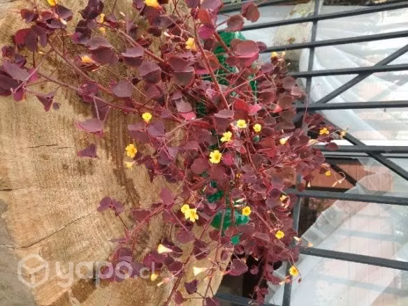 Variedades de plantas con macetero