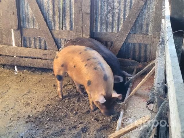 Chanchito pintado - Imagen 2