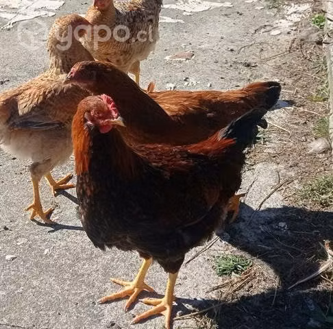 Pollos de Campo