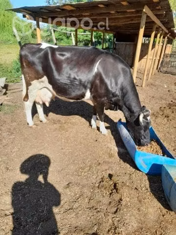 Vaca Lechera Disponible