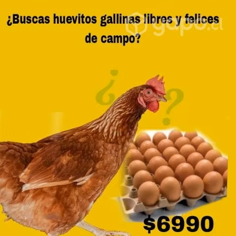 Huevos gallinas libres y felices