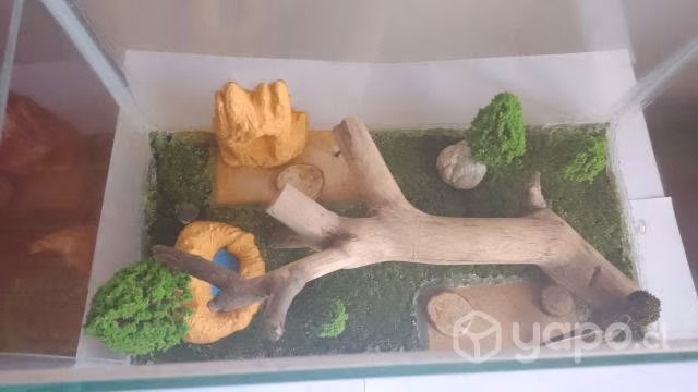 Zona de forrajeo para Crianza de Hormigas, G
