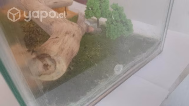 Zona de forrajeo para Crianza de Hormigas, G