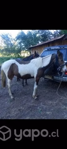 Potranca chilena pinta de 1 año 7 meses
