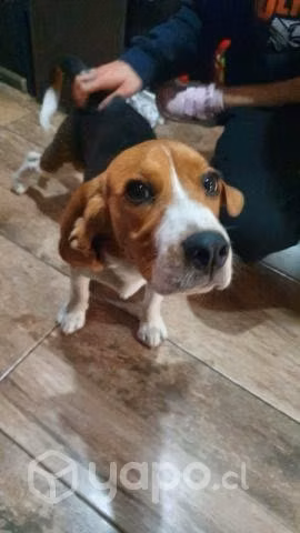 Beagle adopcion