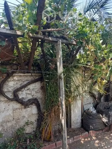 Palmera grande de 7 metros