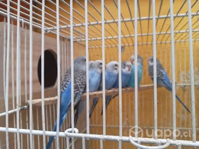 4 pareja de catas
