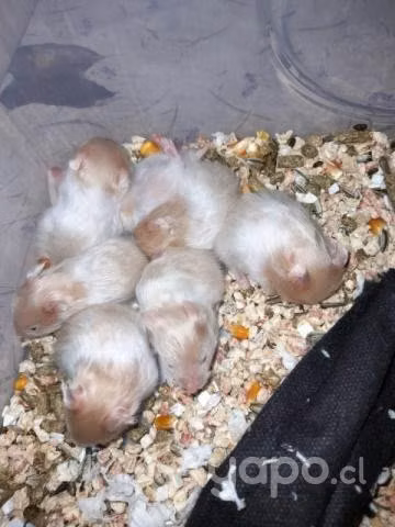 Hamster sirio